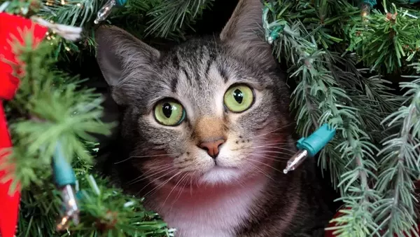 Guida Essenziale per un Natale Sicuro con i Tuoi Amici a Quattro Zampe