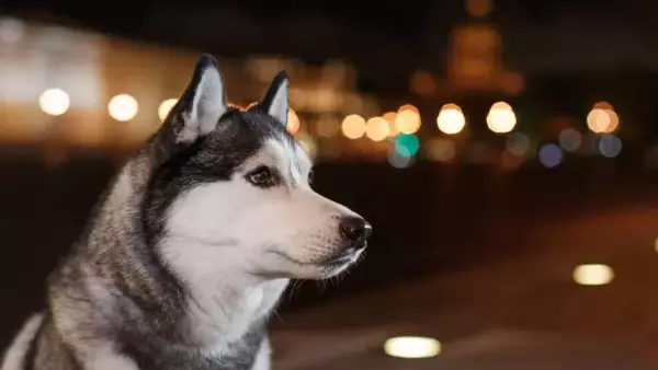 Passeggiate Notturne con il Cane: Consigli per un'Esperienza Sicura e Piacevole