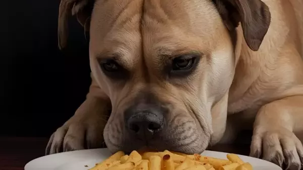 Benessere Canino: Una Guida Completa per Proprietari Attenti