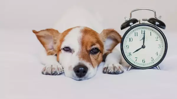 La percezione del tempo nei cani: un'indagine approfondita