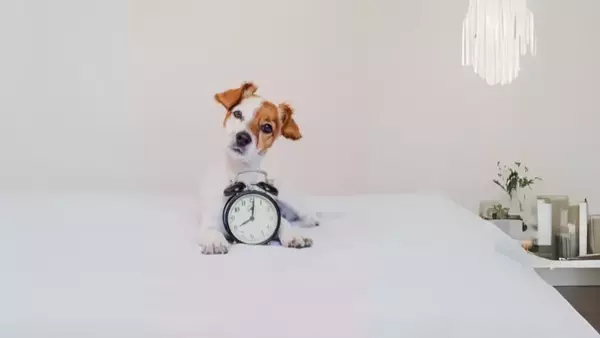 La percezione del tempo nei cani: orologi biologici, cicli circadiani e impatto emotivo