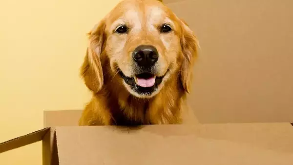 Trasloco e Cani: Gestire il Cambiamento Senza Stress