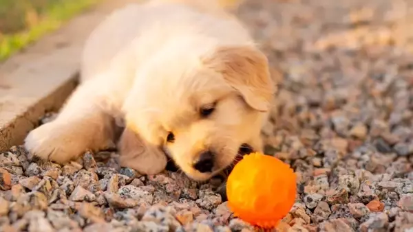 Divertimento sicuro per i cani: giochi acquatici e giocattoli da evitare
