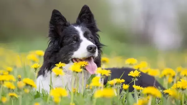 Cura del Cane Adulto Durante i Cambi di Stagione