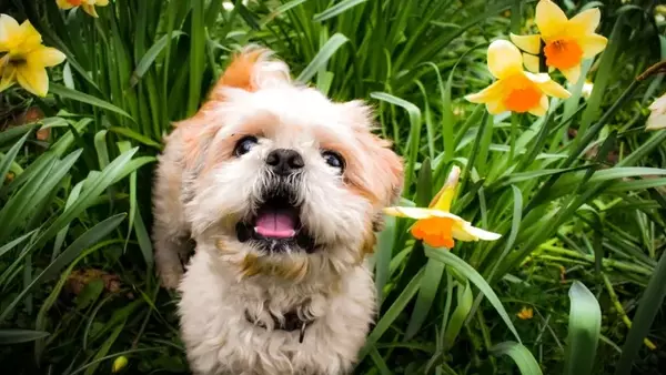 Gestione del Cane Anziano Durante i Cambi di Stagione