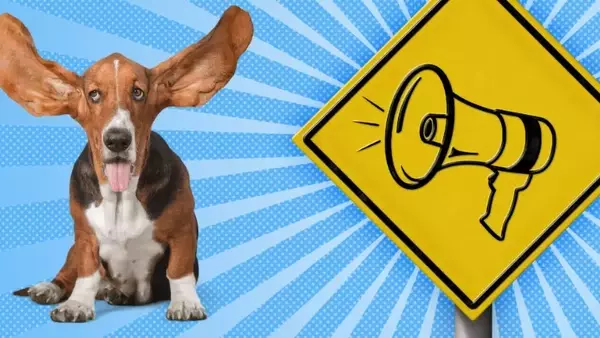 La Sensibilità Uditive Canina: Comprendere il Mondo Sonoro dei Nostri Amici a Quattro Zampe