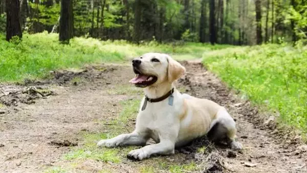 La Sensibilità Uditive Canina: Cause e Strategie di Gestione