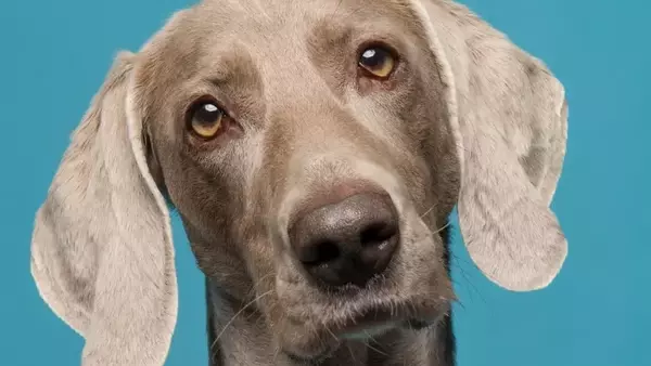 L'Influenza Cruciale dell'Età e della Personalità nell'Addestramento Canino