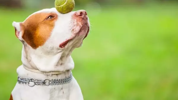 Influenza della Taglia e del Carattere del Cane sull'Addestramento