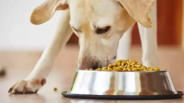 Guida Essenziale all'Alimentazione Canina: Trovare la Dieta Ideale per il Tuo Amico a Quattro Zampe