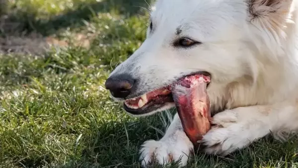 Ossa per Cani: Benefici, Rischi e Consigli per un'Alimentazione Sicura