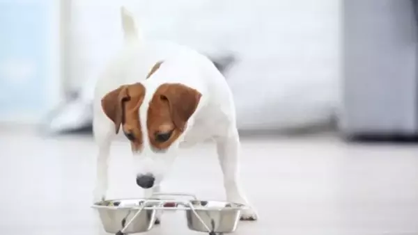 Guida al Cambio di Alimentazione del Cane: Quando e Come Farlo