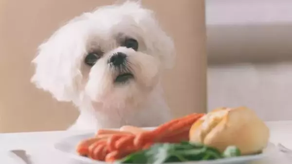Guida Essenziale agli Alimenti Pericolosi per i Cani