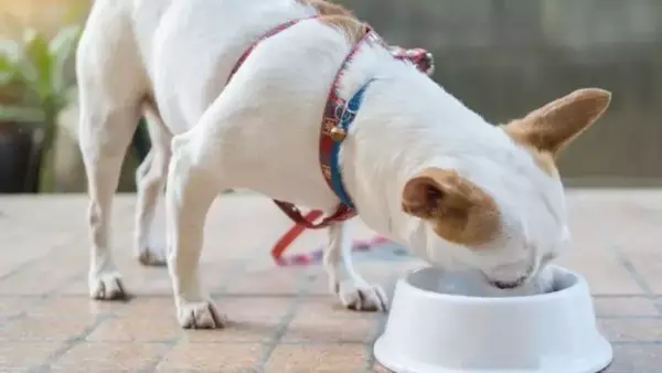 Il Chihuahua: Un Compagno Coraggioso e il Suo Benessere Ottimale