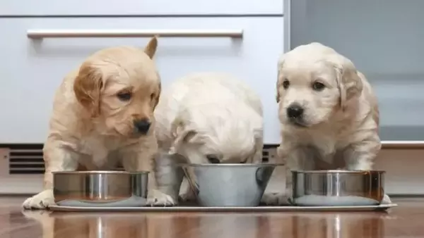 La straordinaria metamorfosi dei cuccioli: dalla nascita all'età adulta