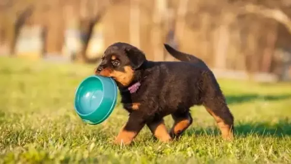Il Rottweiler: Un Compagno Fedele e Versatile con una Storia Millenaria