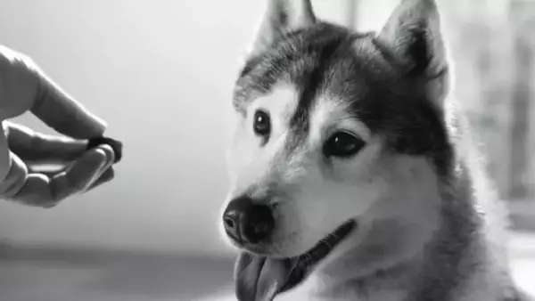 Il Mercato in Crescita degli Integratori per Cani: Una Guida Essenziale