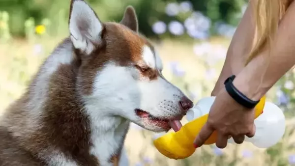 Bevande rinfrescanti per il tuo cane