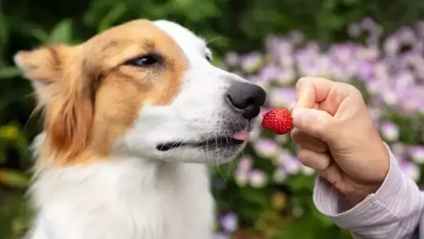 Frutta per Cani: Una Guida Completa all'Alimentazione Sicura e Salutare