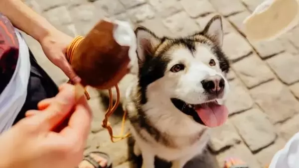 Gelato per cani: un rinfresco salutare e delizioso per l'estate