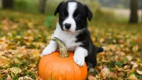La Zucca nell'Alimentazione Canina: Benefici, Consigli e Varietà Sicure