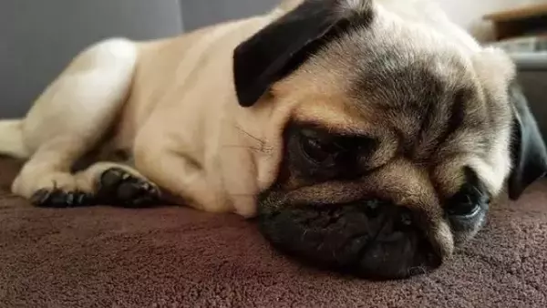 Pelle Arrossata e Prurito nei Cani: Cause, Soluzioni e Quando Rivolgersi al Veterinario