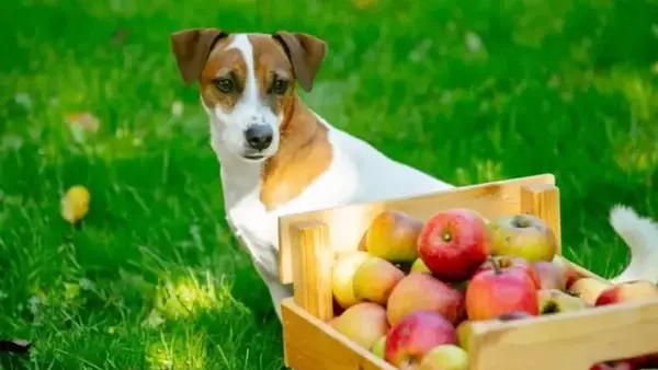 Mele e Cani: Una Guida Completa all'Alimentazione Fruttuosa