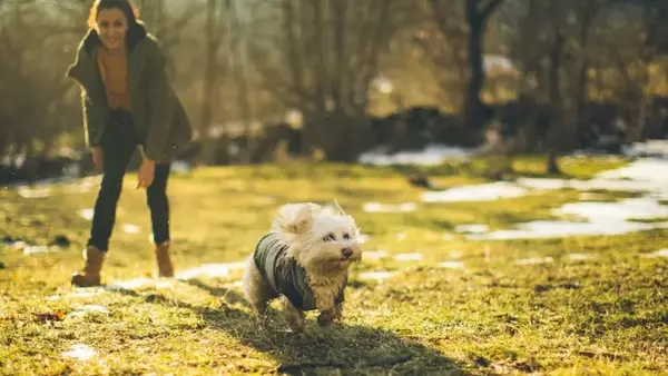 Gestione dell'Agitazione Canina: Creare un Ambiente Sereno e Comprendere le Cause