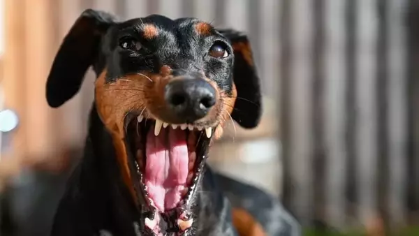 Gestire lo stress canino: strategie e consigli pratici per proprietari