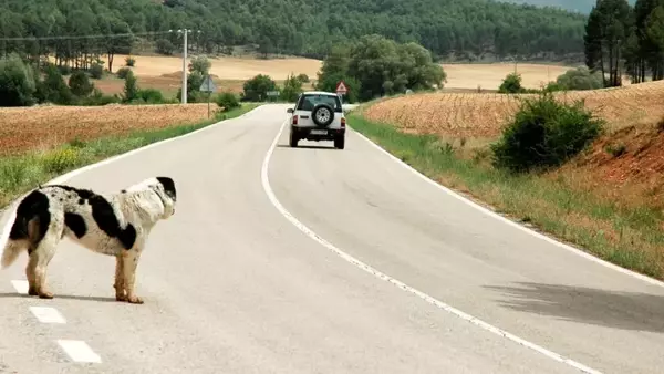 Perché i cani inseguono le auto e come gestire questo comportamento