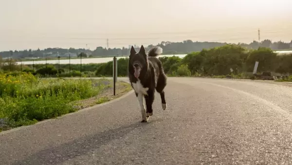 Addestrare i Cani a Non Rincorrere i Veicoli: Guida Completa