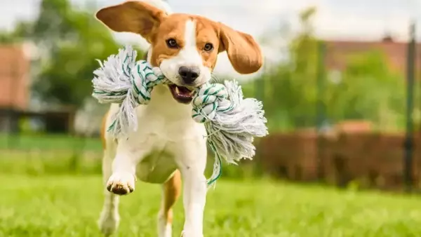 Migliorare il benessere del cane: strategie per stimolare mente e corpo