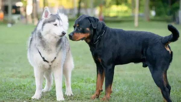 Migliorare la Qualità della Vita del Tuo Cane: Socializzazione, Giochi e Routine