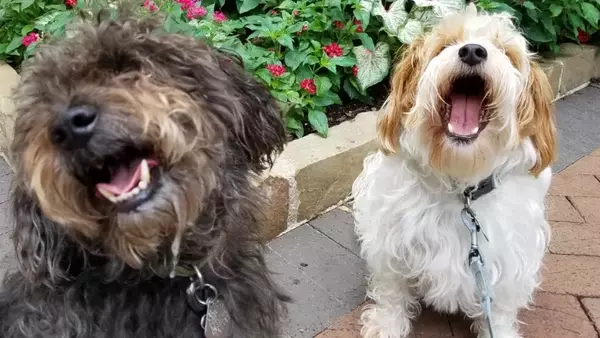 Il Sorriso Canino: Espressione di Gioia o Malinteso Comunicativo?