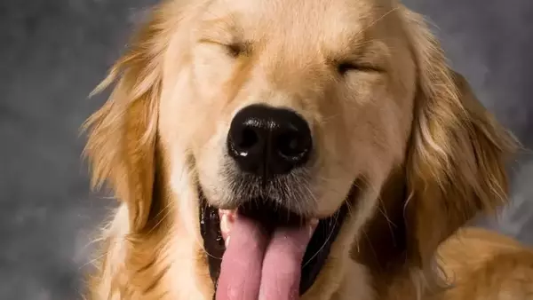 Il Linguaggio Segreto dei Cani: Un Sorriso Che Va Oltre le Parole