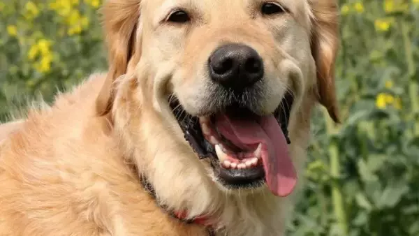 Il Linguaggio Della Gioia Canina: Oltre la Risata Umana