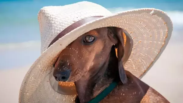 Guida Essenziale per una Vacanza al Mare Indimenticabile con il Tuo Amico a Quattro Zampe