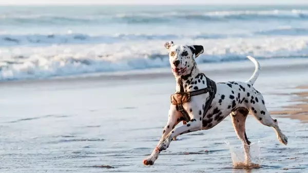 Consigli Essenziali per una Giornata al Mare Perfetta con il Tuo Amico a Quattro Zampe