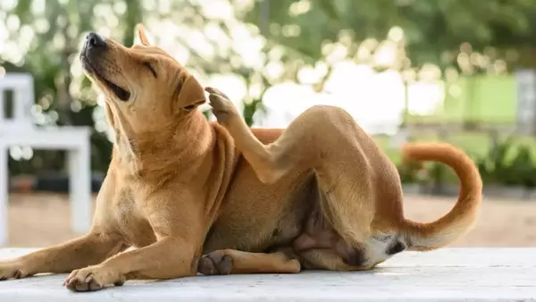 Cane che si Gratta: Cause e Soluzioni per il Benessere del Tuo Amico a Quattro Zampe
