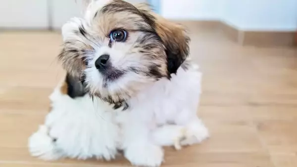 Prurito Canino: Cause, Sintomi e Soluzioni