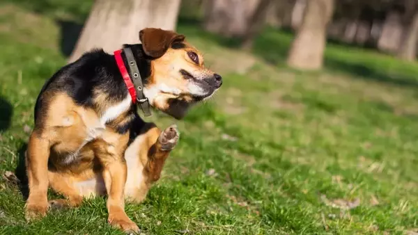 Il Grattarsi del Cane: Un Segnale di Stress e Ansia Nascosti