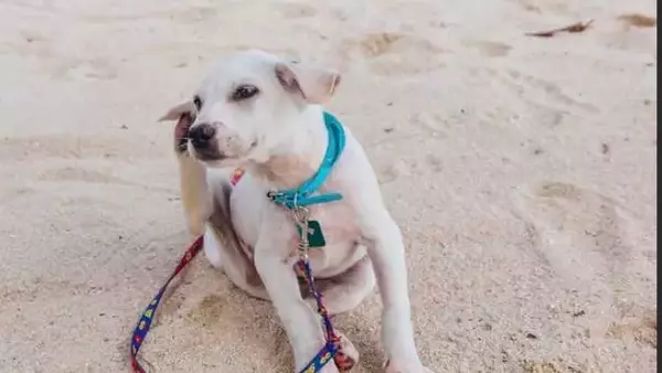 Prurito Canino: Una Panoramica Completa sulle Cause e Soluzioni