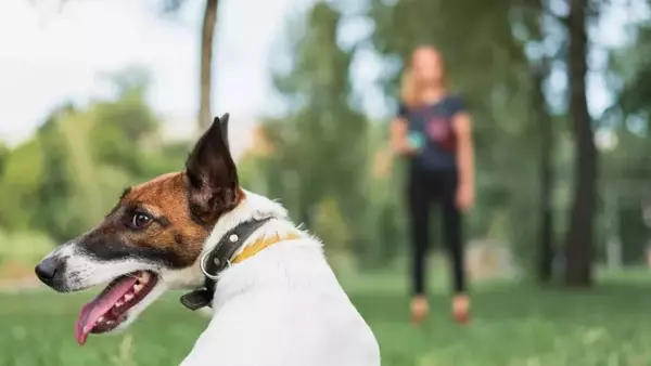 Il richiamo del cane: cause e soluzioni per un addestramento efficace