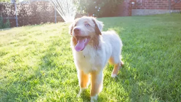 Il richiamo del cane: cause di mancata risposta e strategie di addestramento