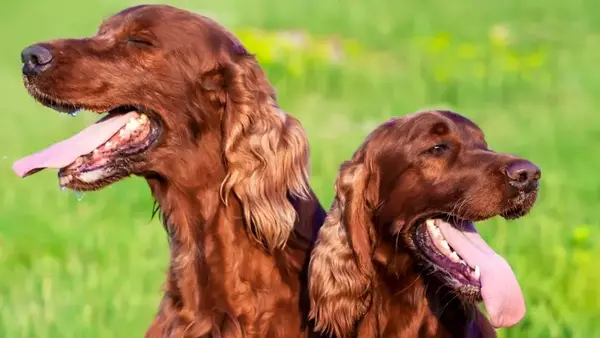 Il respiro del cane: quando è normale e quando richiede attenzione
