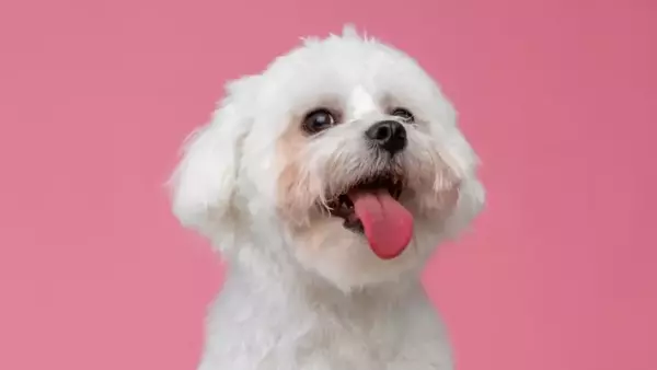 Affanno Canino: Cause Sottostanti e Quando Preoccuparsi