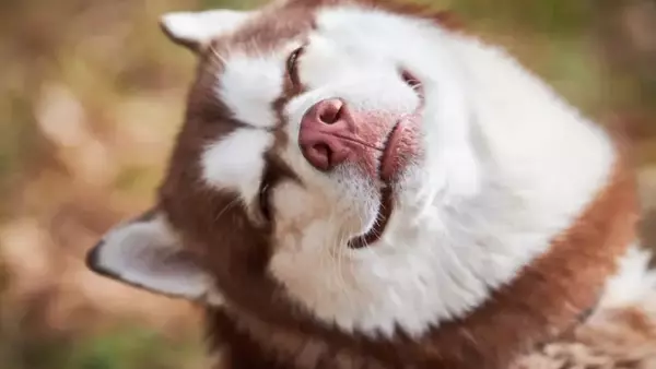 Gestire lo Stress nel Cane: Strategie e Consigli per il Benessere del Tuo Amico a Quattro Zampe
