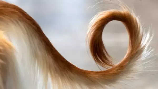 Decifrare il Linguaggio della Coda Canina: Un Dizionario Emozionale
