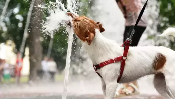 Proteggi il Tuo Amico a Quattro Zampe dal Calore Estivo: Consigli Essenziali