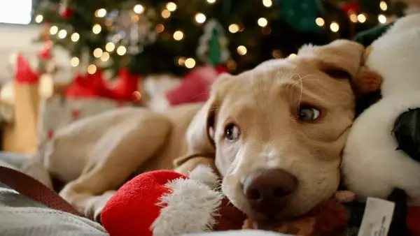 Gestione dello Stress in Cani e Gatti Durante le Festività: Consigli Pratici